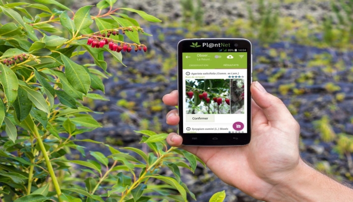 Melhores aplicativos para descobrir o nome das plantas por imagem