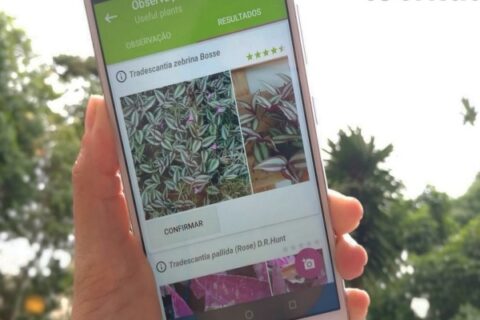 Melhores apps para identificar plantas por foto