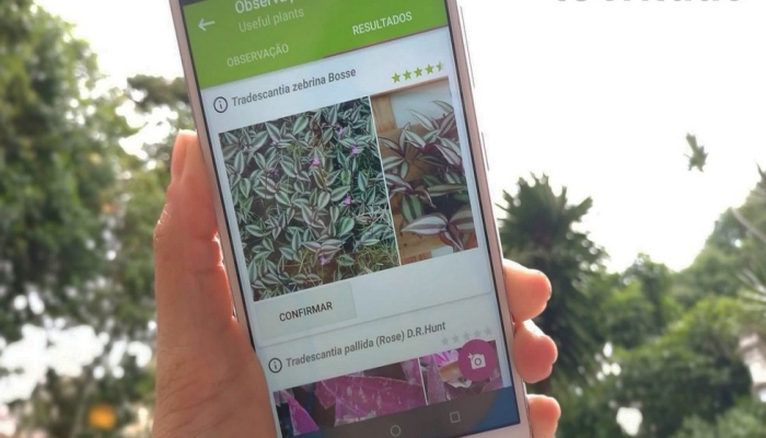 Melhores apps para identificar plantas por foto